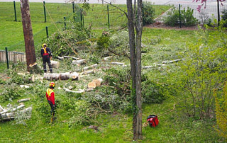 cutting down diseased trees